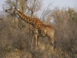 Giraffe - Game Reserve and Wildlife Valuations