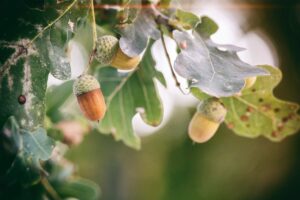 the-acorn-brief